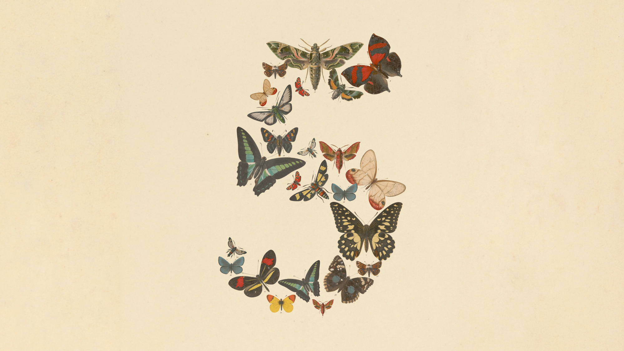 The numeral five formed from butterfly illustrations, from Anthropic's Claude Fable 5 announcement